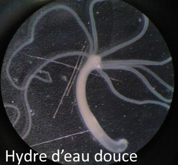 Hydre d'eau douce