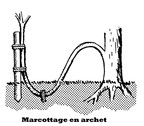 Marcottage.